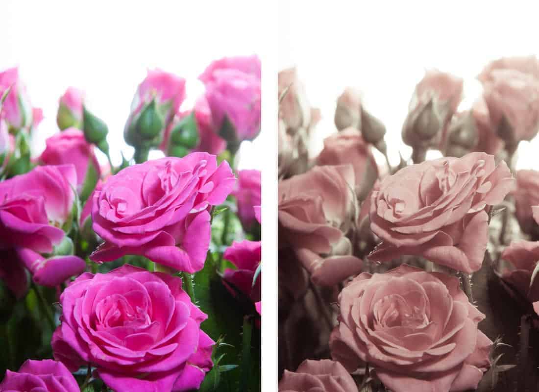 A photo of bright pink roses at full saturation next to the same photo, de-saturated. 