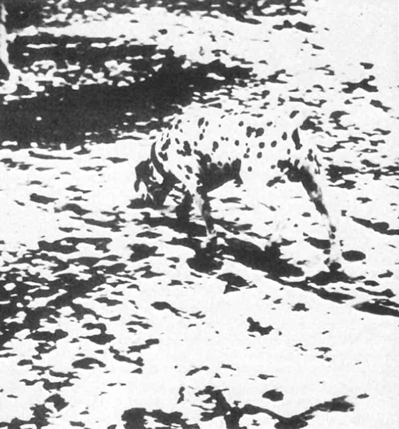 Dalmatian Dog sniffing the ground, illustrating the Gestalt principle of Emergence